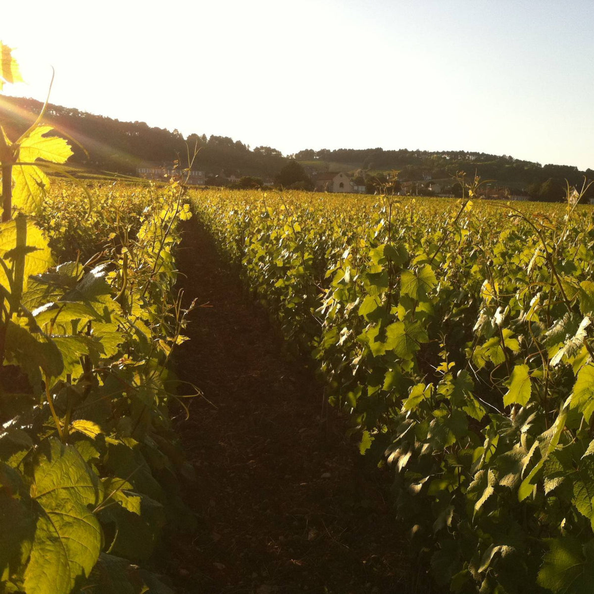Domaine Jean-Marc et Thomas Bouley Vineyard - Kent Street Cellars