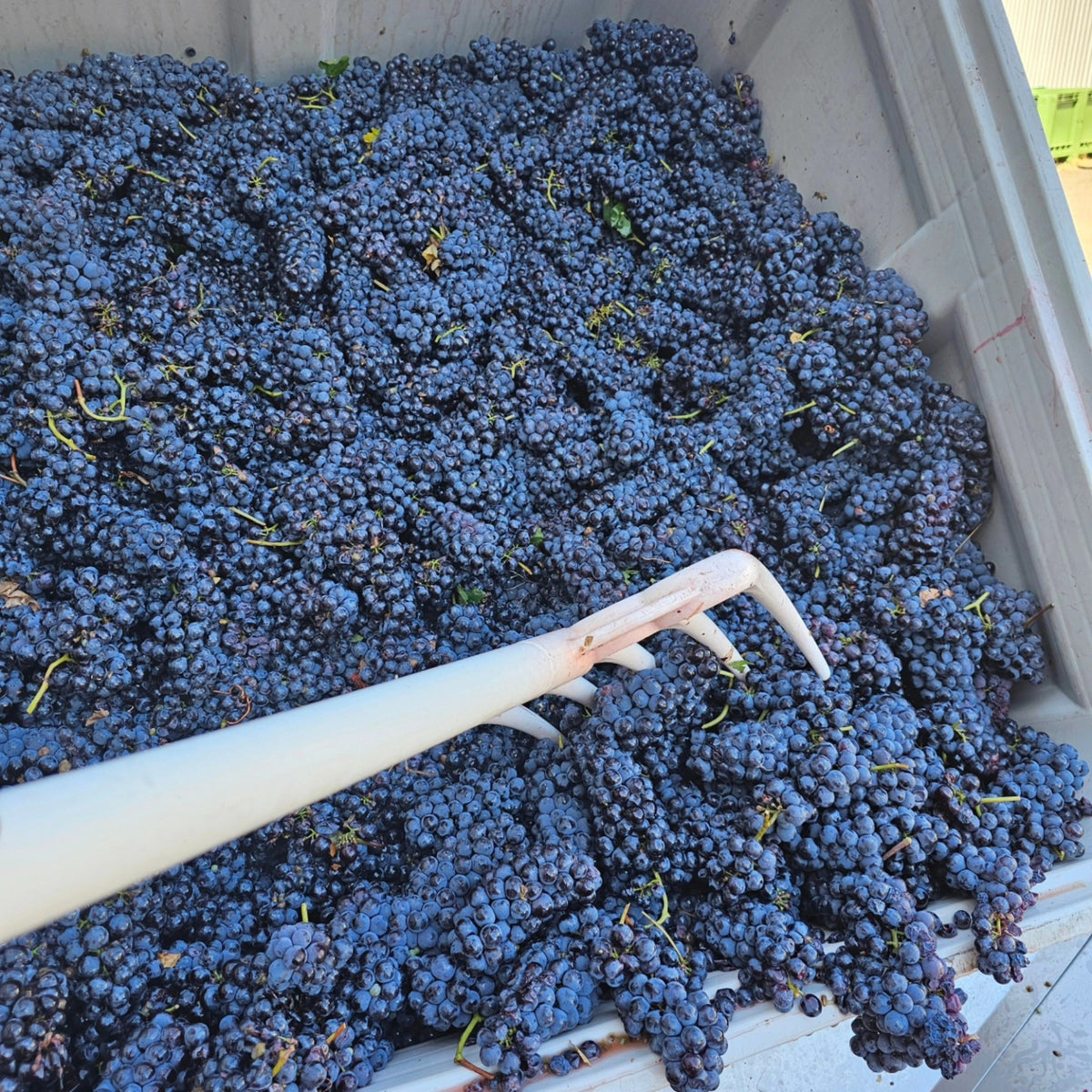 Jasper Hill Georgia's Paddock Shiraz 2025
