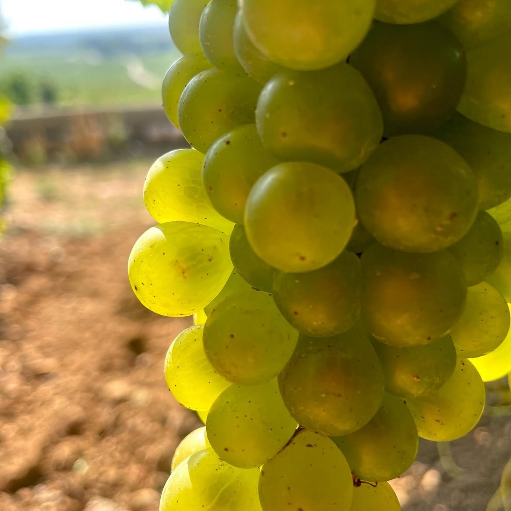 Domaine Jean-Louis Chavy Puligny Montrachet 2024
