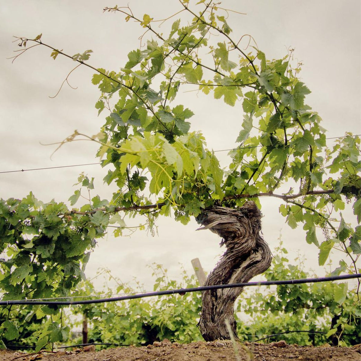 Jim Barry Single Vineyard The Farm Cabernet Sauvignon 2023