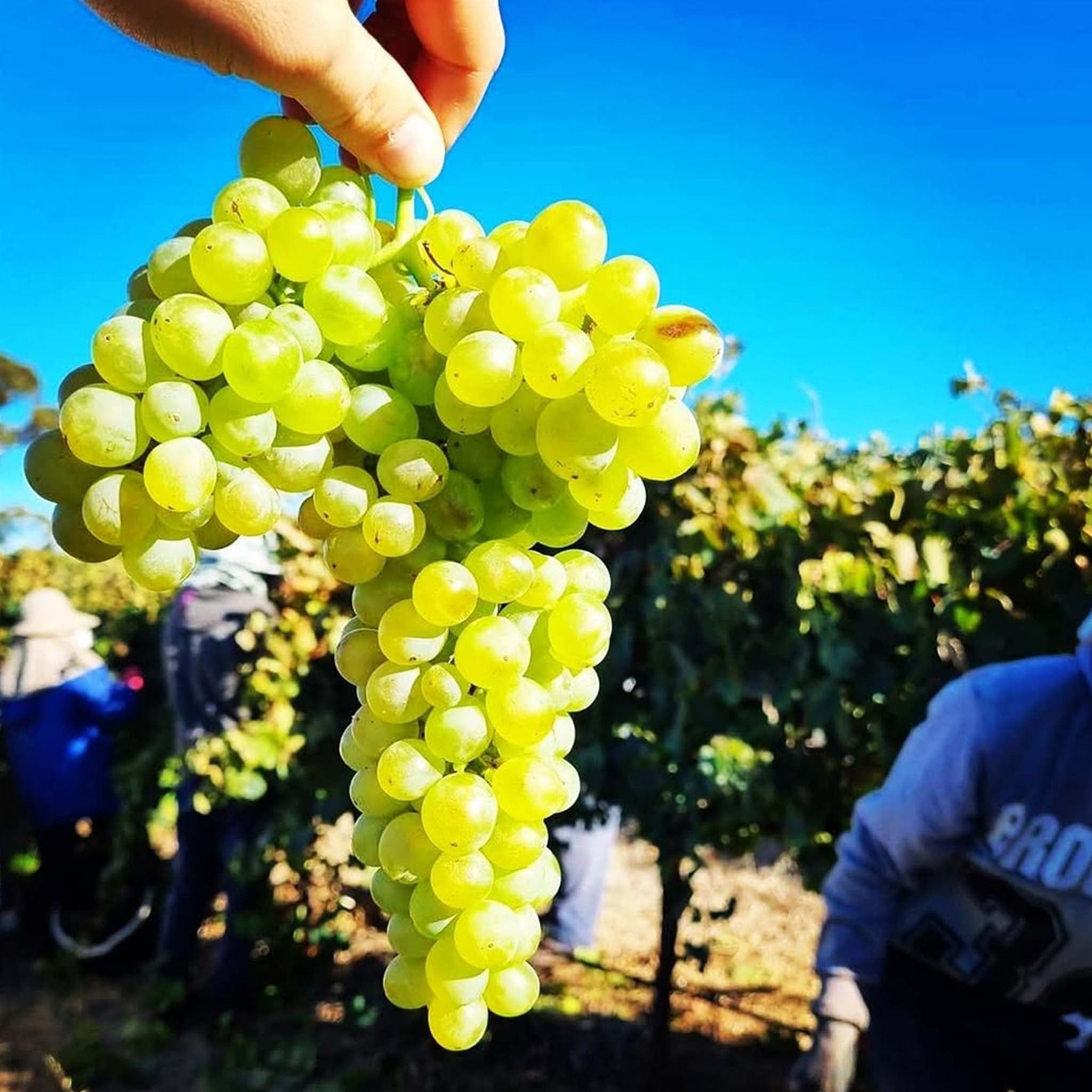 Jim Barry Assyrtiko 2025