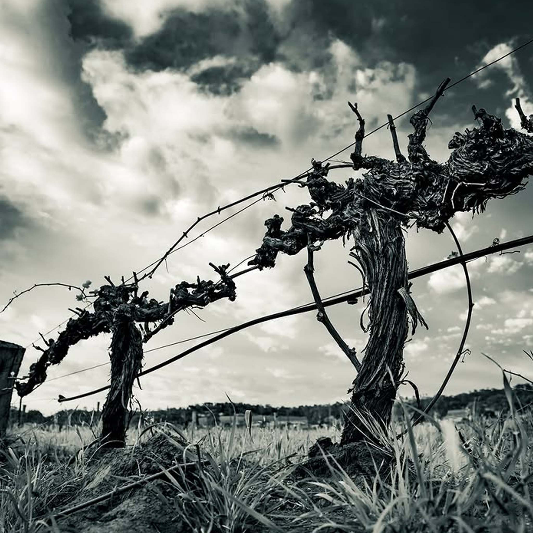 Jim Barry Assyrtiko 2025