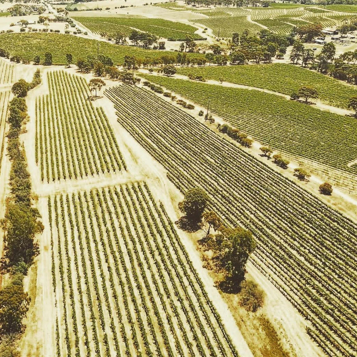 Jim Barry Florita Riesling 2025