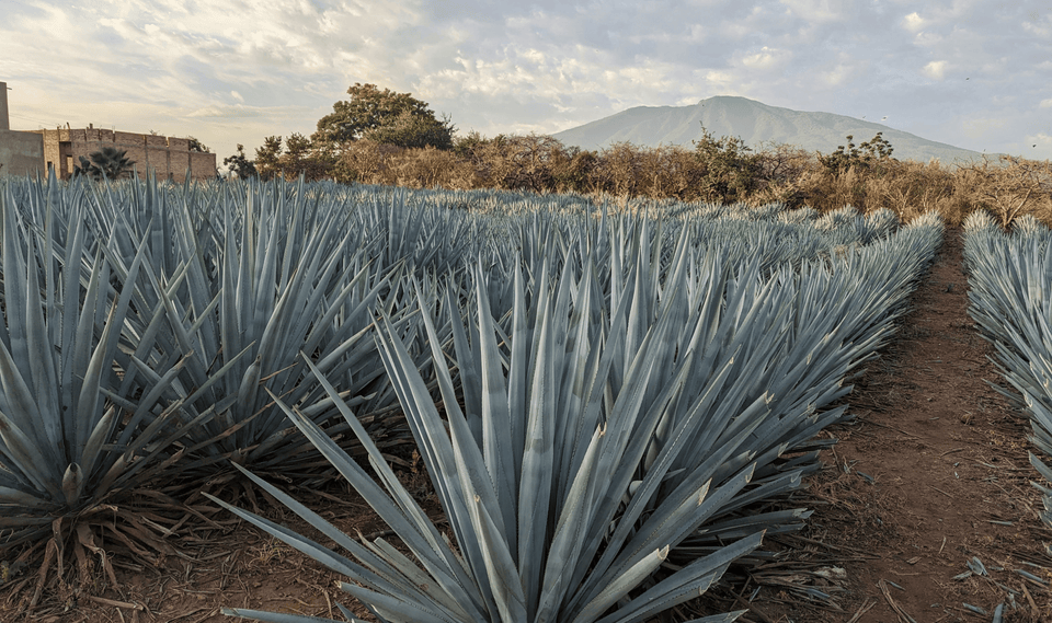 Jose Cuervo brand story