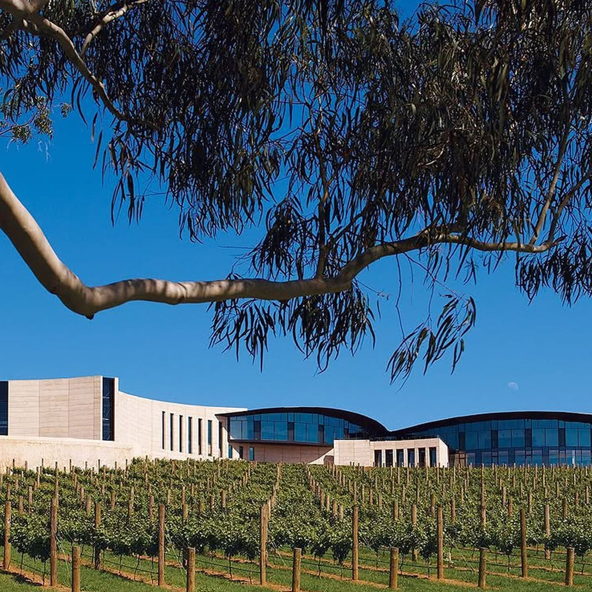Kooyong Massale Pinot Noir 2024