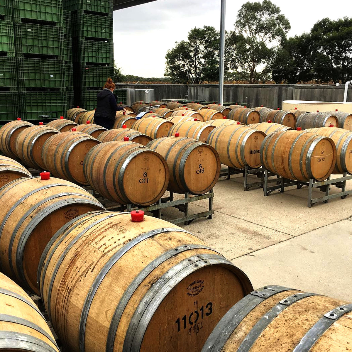 Kooyong Massale Pinot Noir 2024