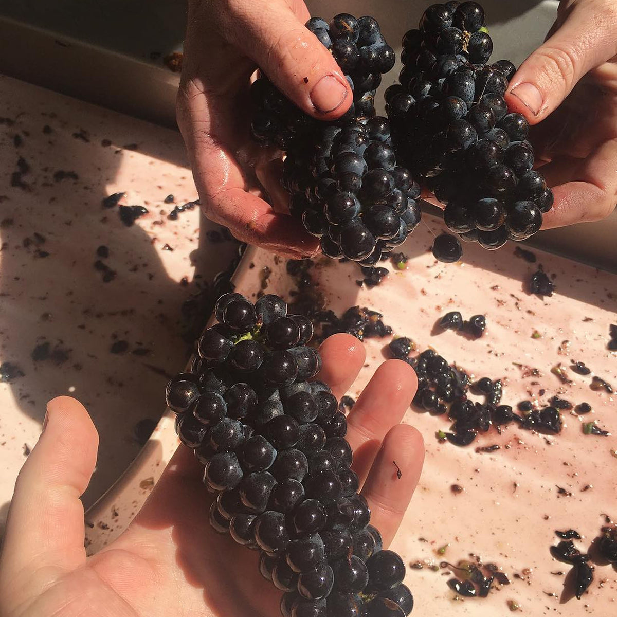 Kooyong Massale Pinot Noir 2024
