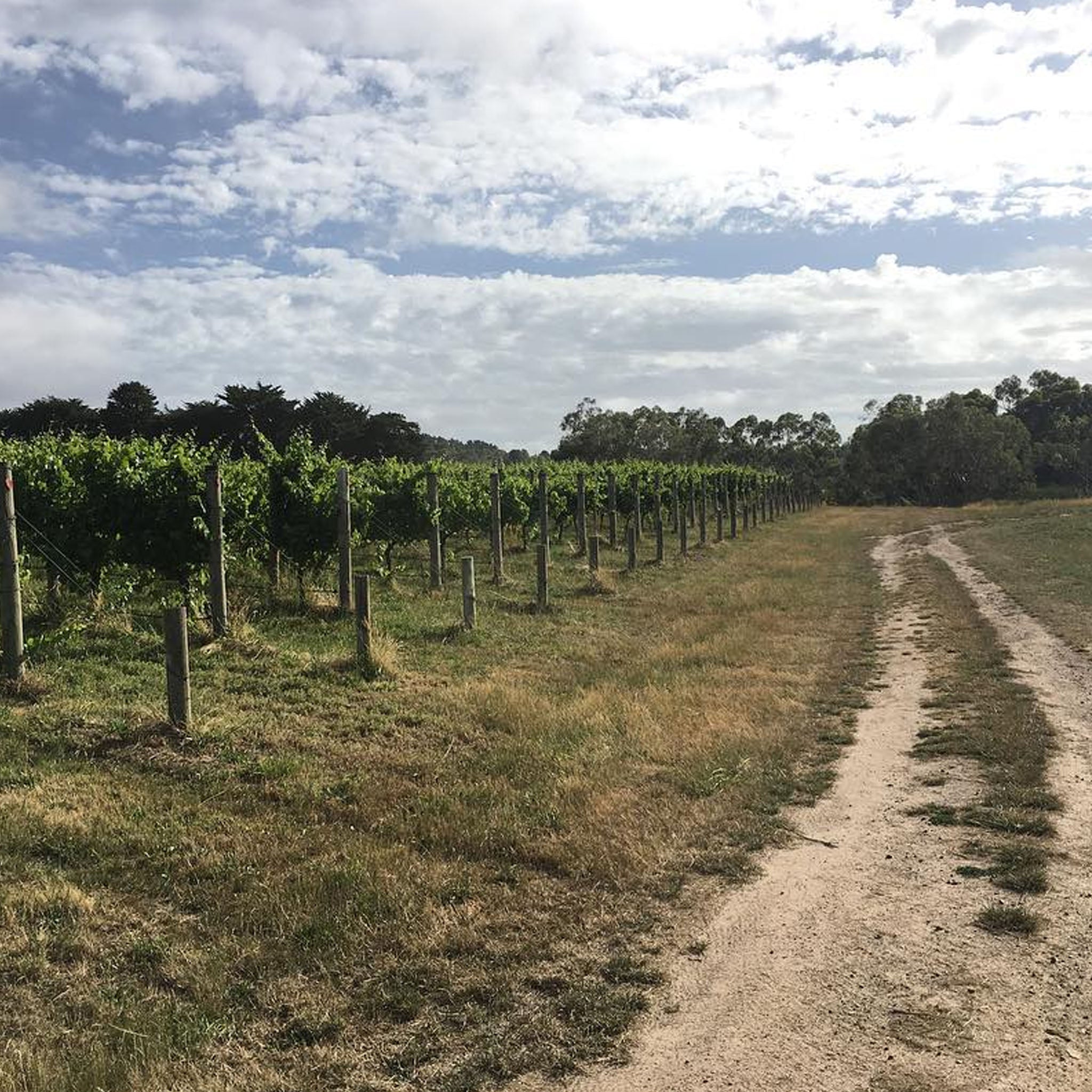 Kooyong Massale Pinot Noir 2024