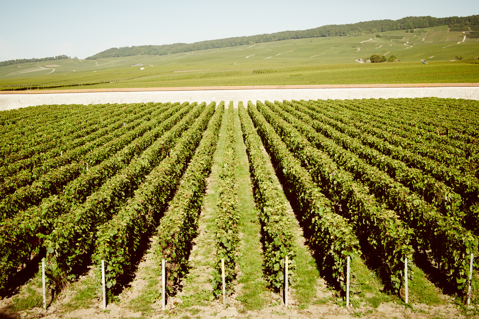 The Vineyard brand story