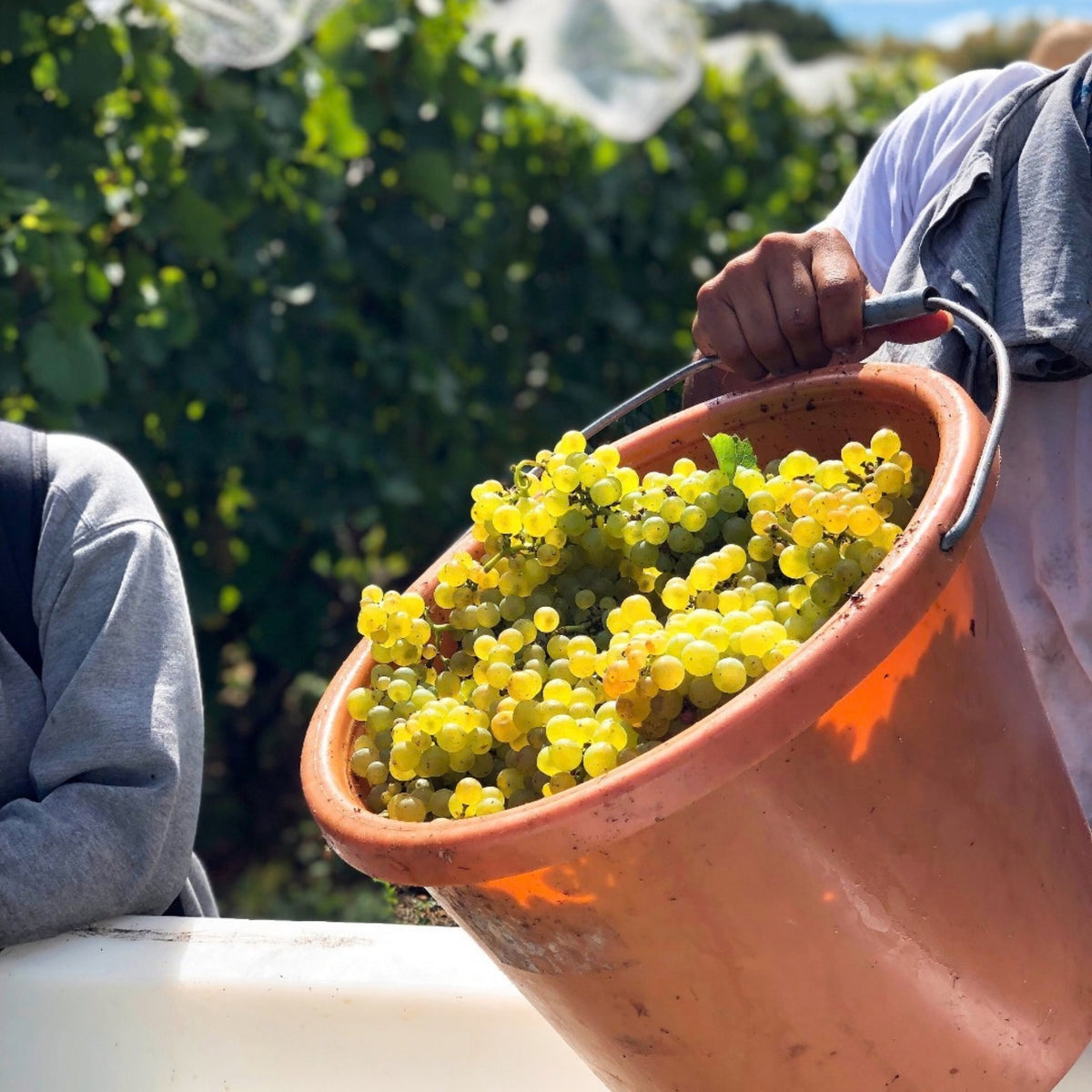 Kumeu River Estate Chardonnay 2025