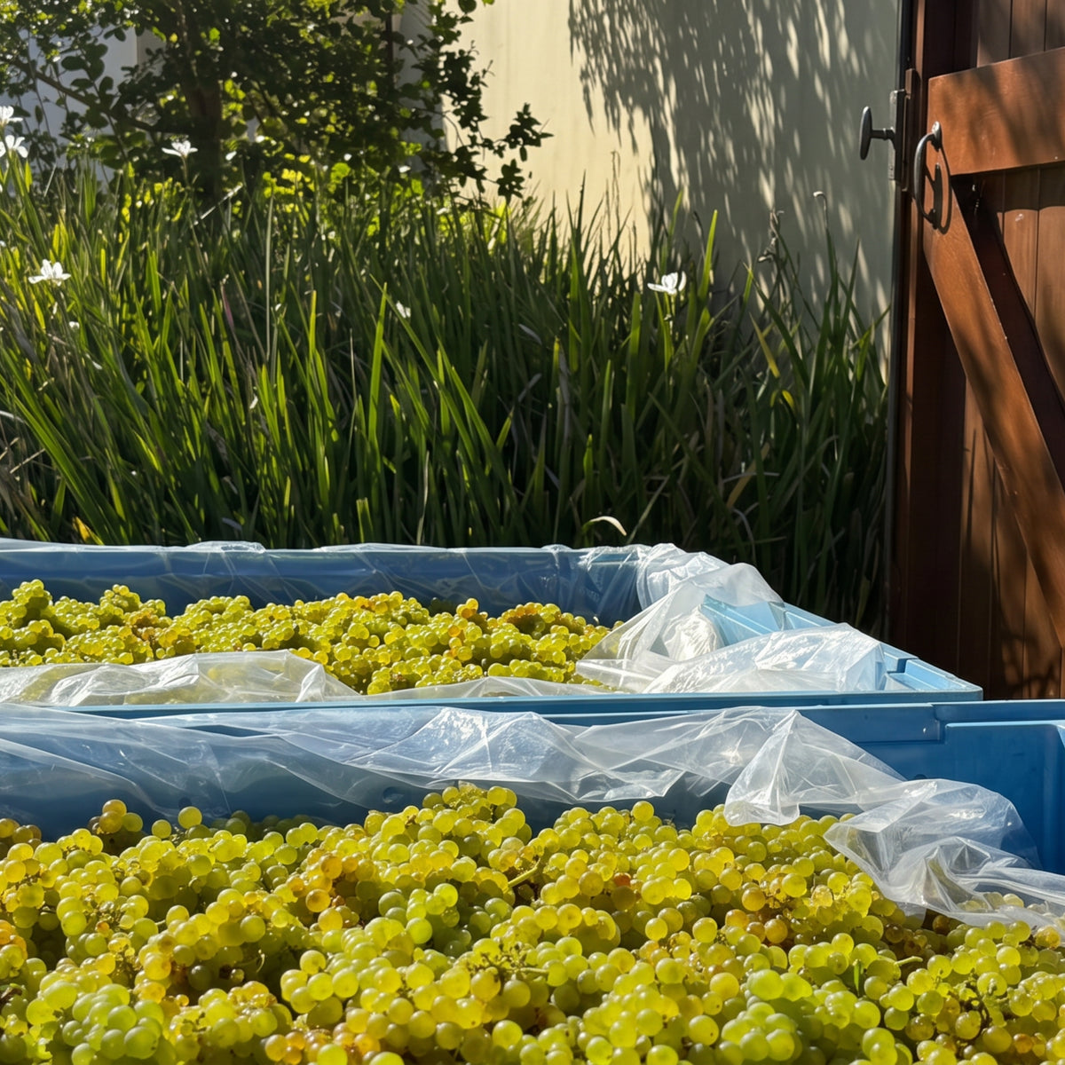 Kumeu River Estate Chardonnay 2025