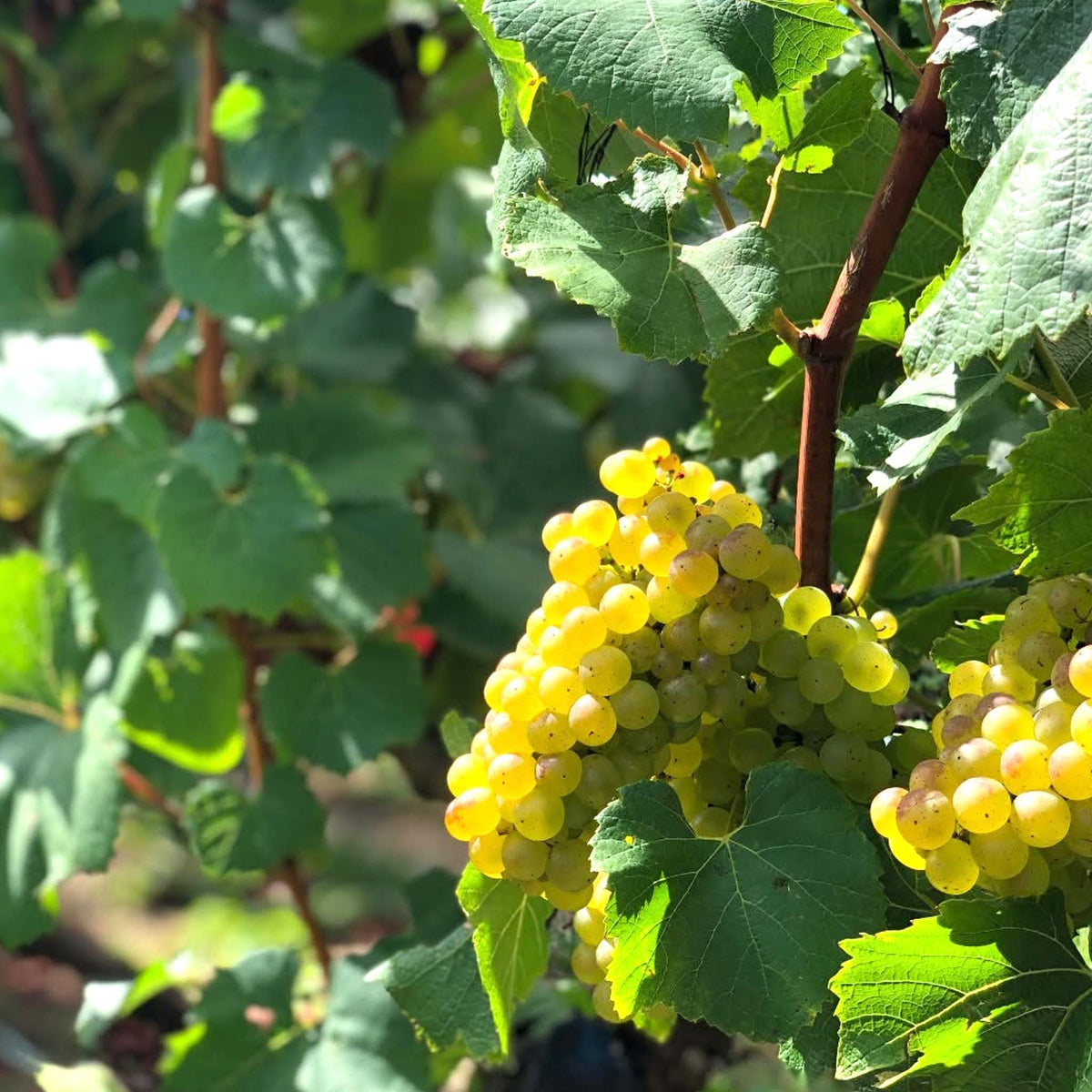 Kumeu Village Chardonnay 2025