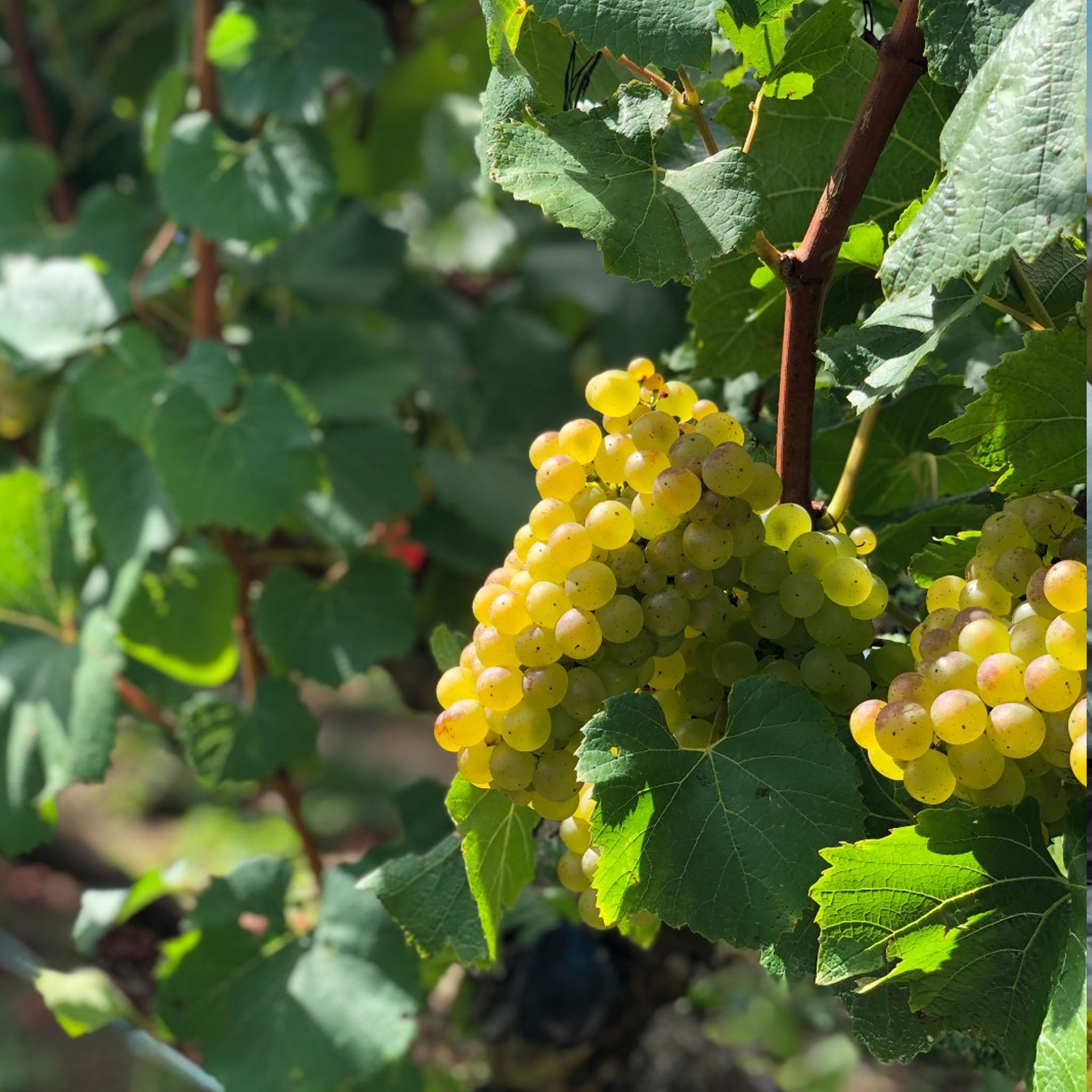 Kumeu River Coddington Vineyard Chardonnay 2024