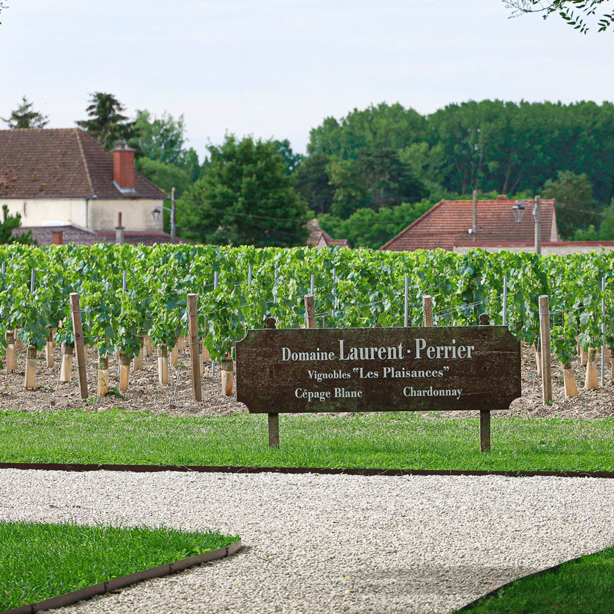 The Vineyard | Laurent Perrier Alexandra