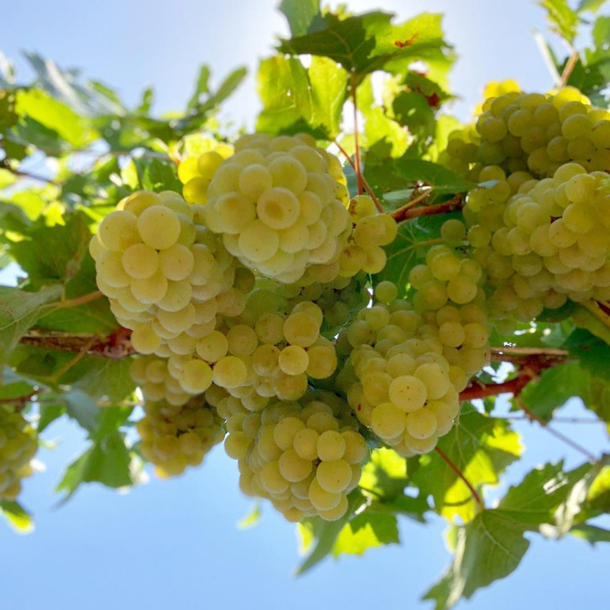 Lake's Folly Chardonnay 2025