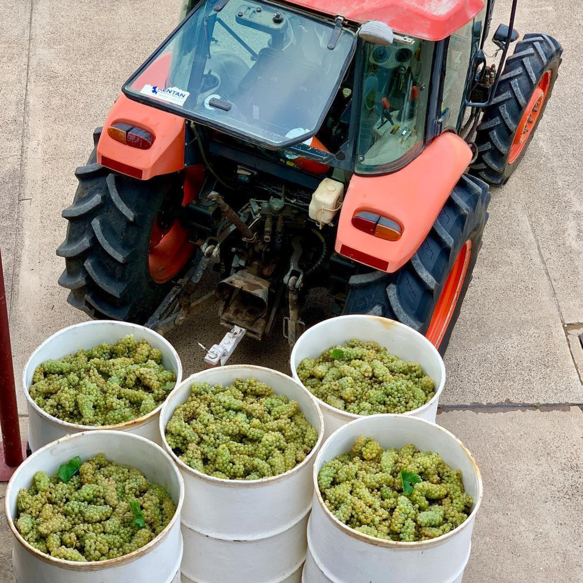 Lake's Folly Chardonnay 2025