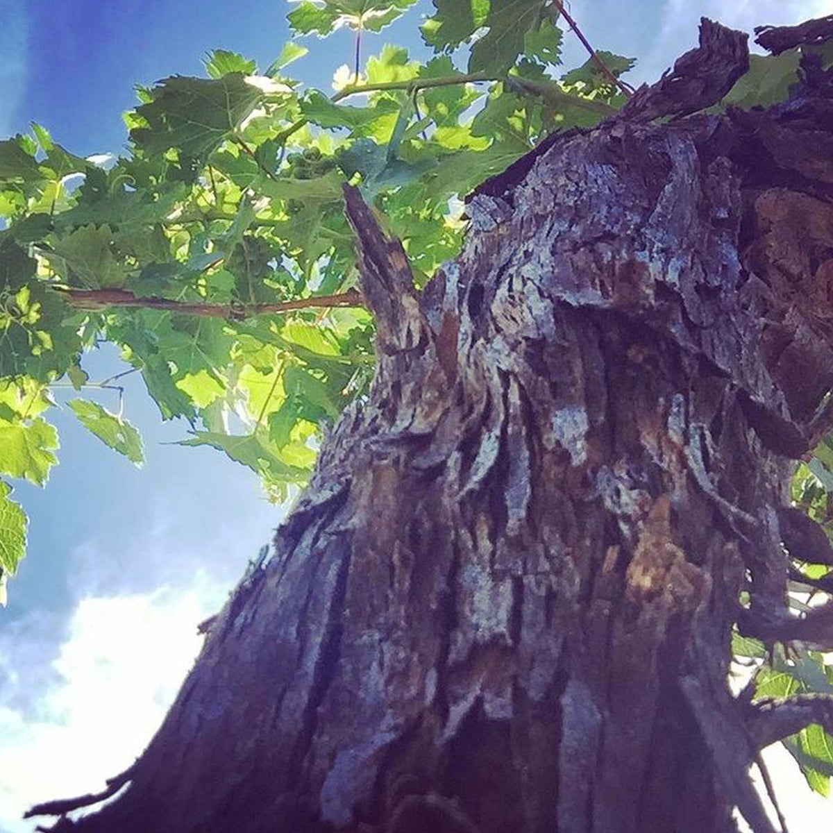 Lake's Folly Cabernets 2017