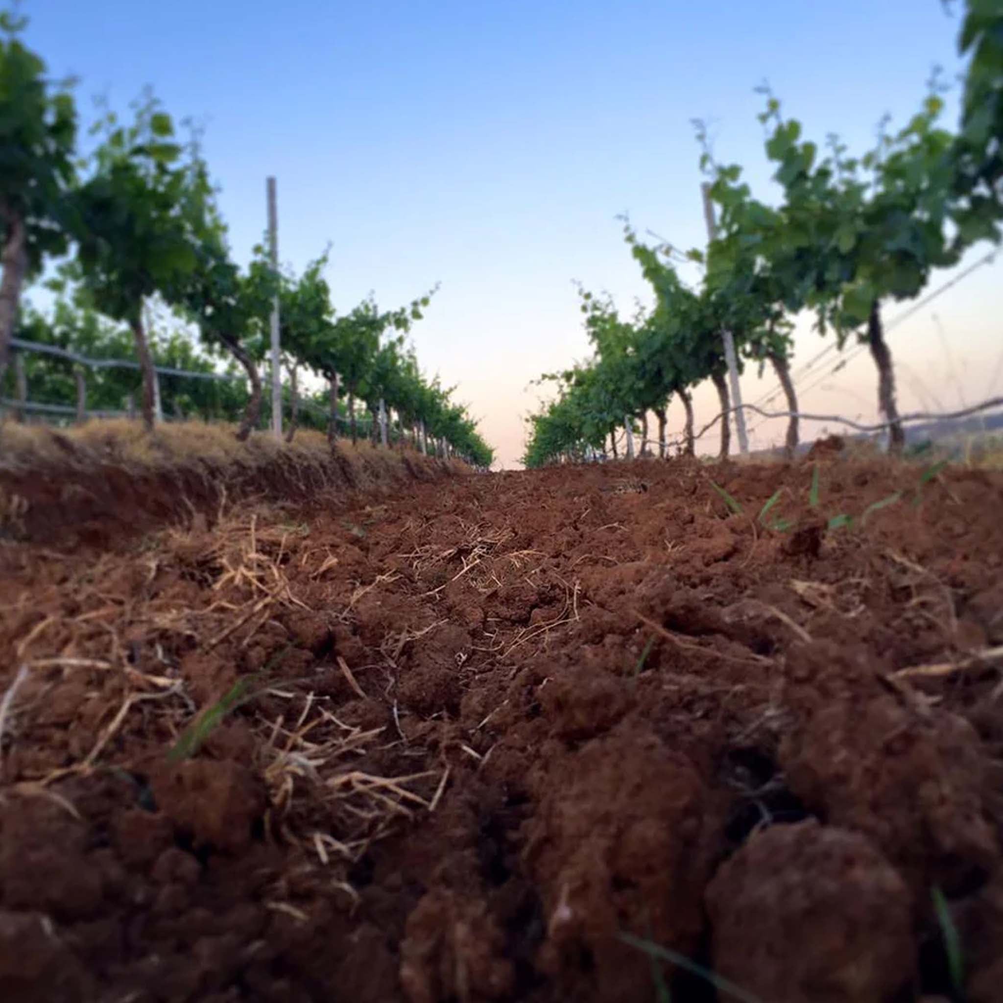 Lake's Folly Cabernets 2017