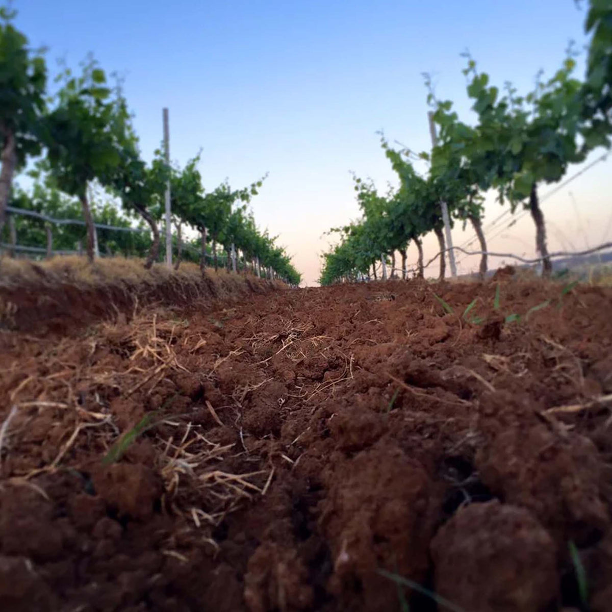 Lake's Folly Cabernets 2017