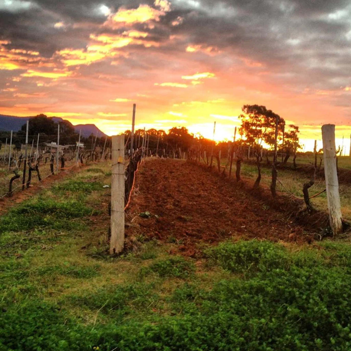 Lake's Folly Cabernets 2017