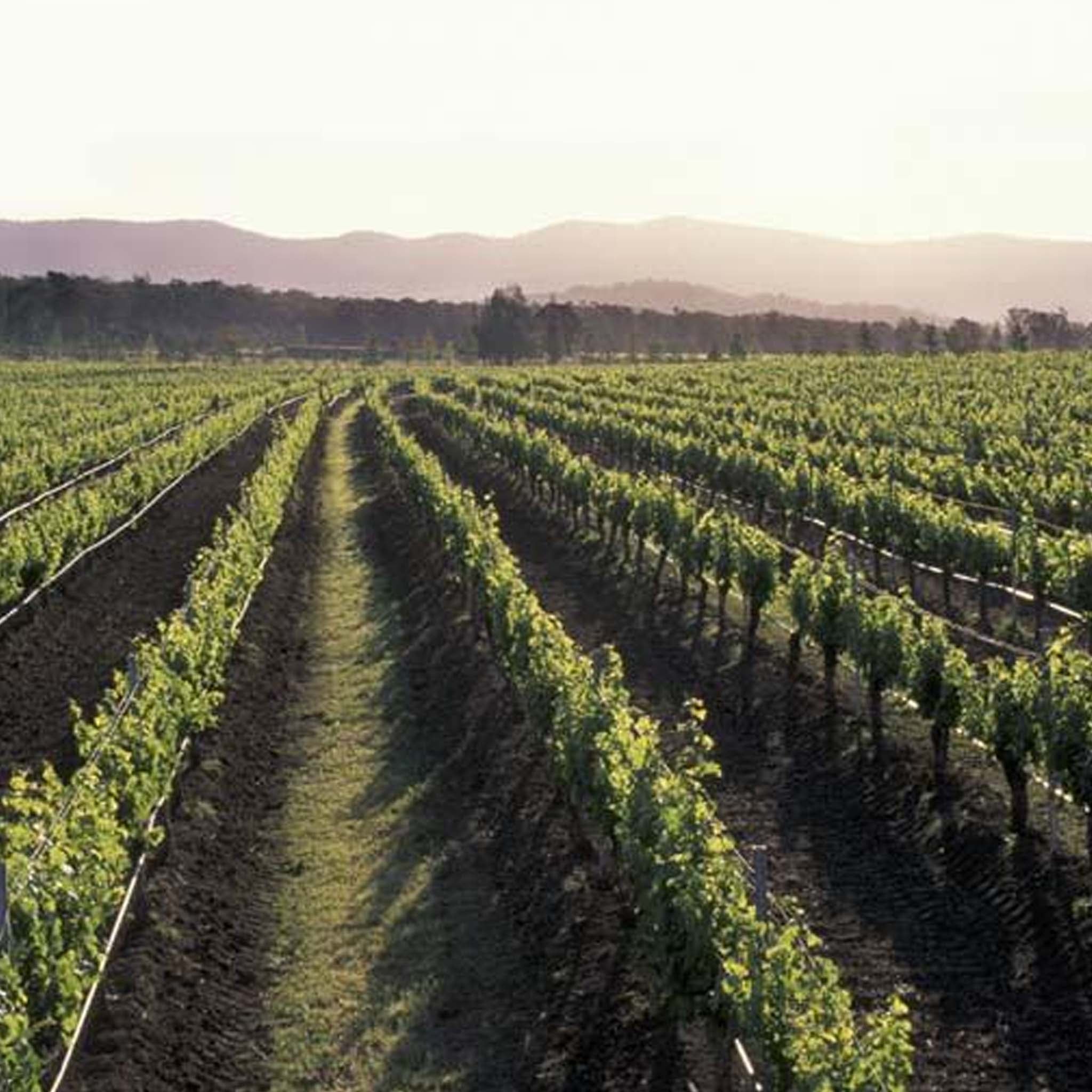 Lake's Folly Cabernets 2009