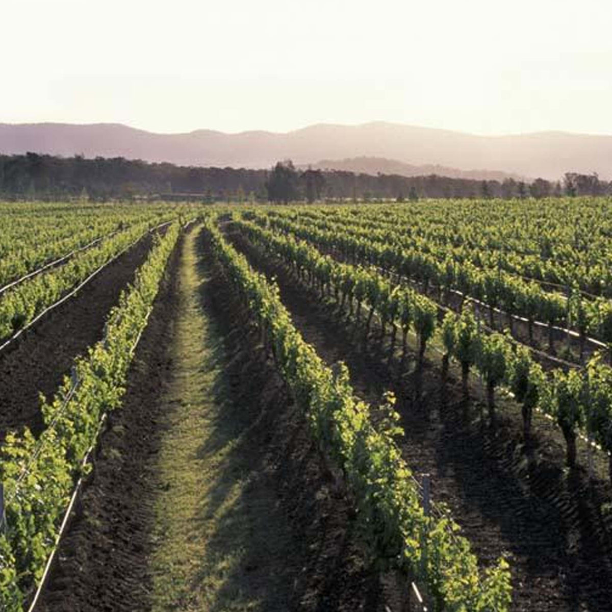 Lake's Folly Cabernets 2009