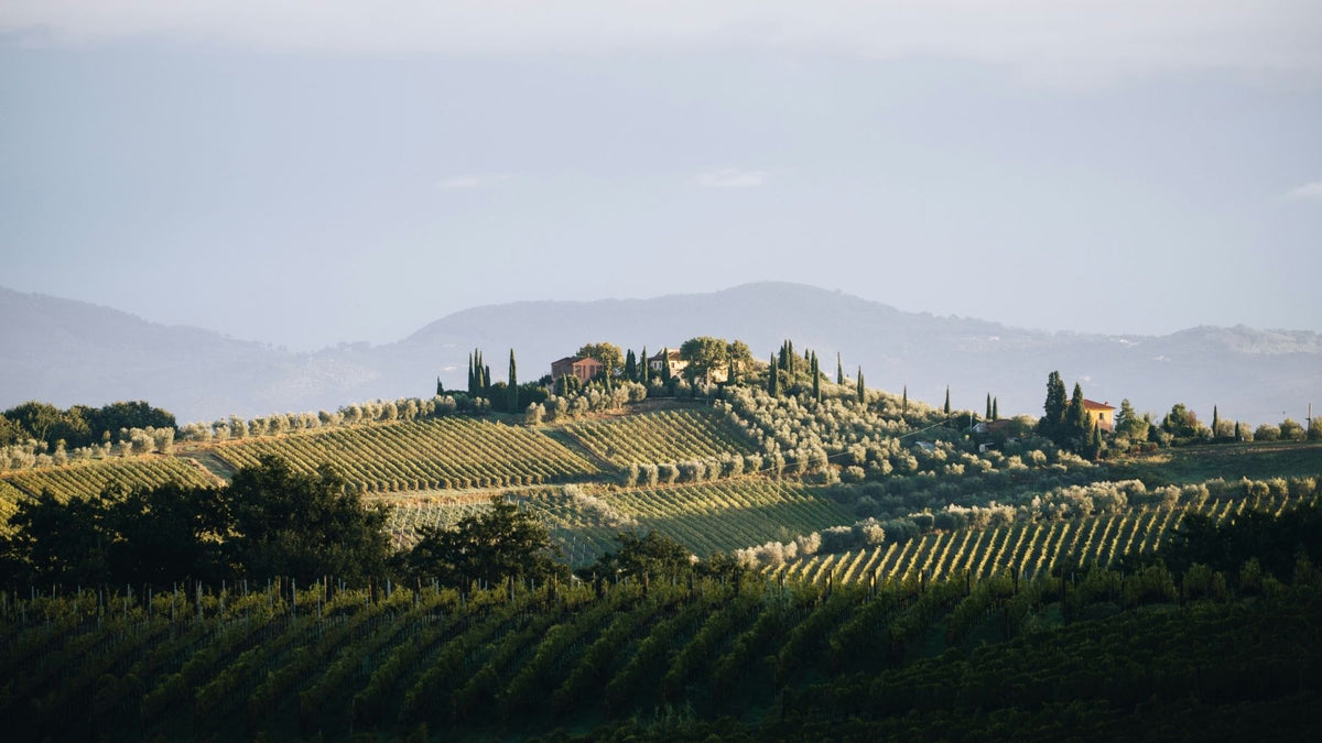 Italian Wine