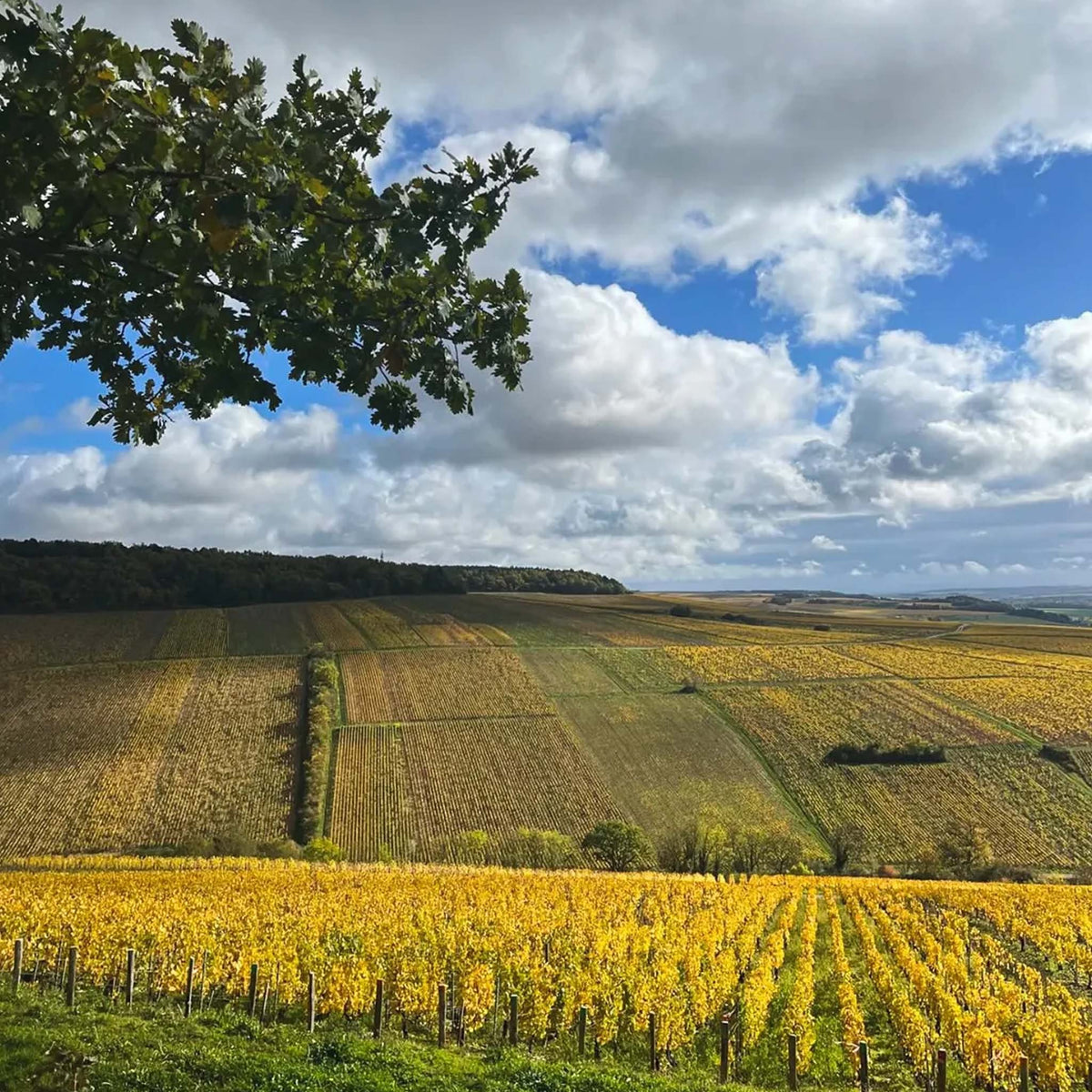 Domaine Laroche Reserve Chardonnay 2024
