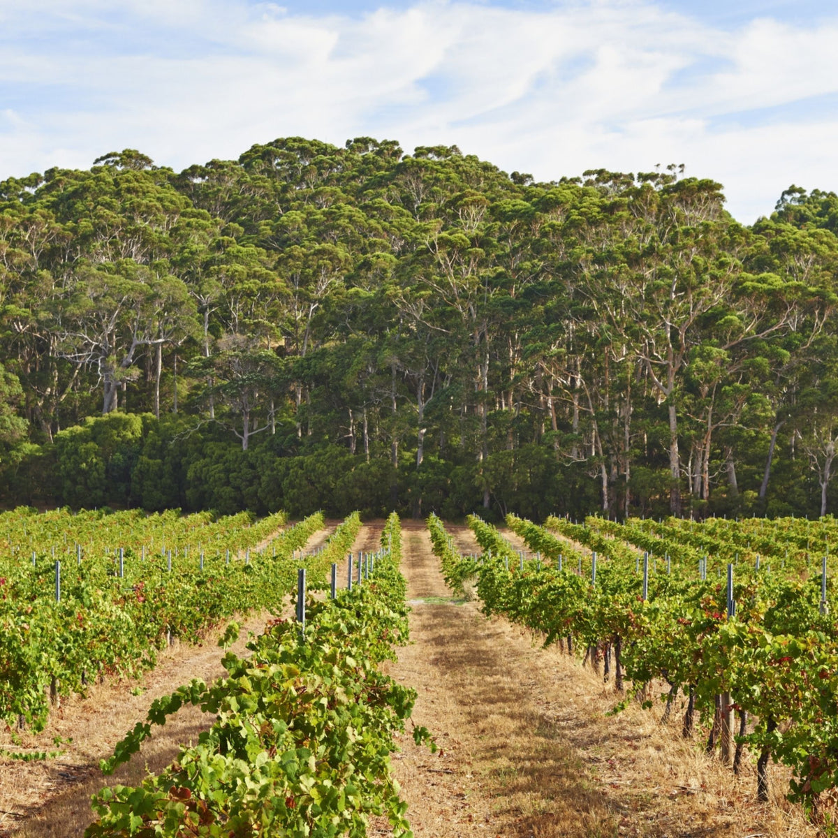Leeuwin Estate Sparkling Brut 2023