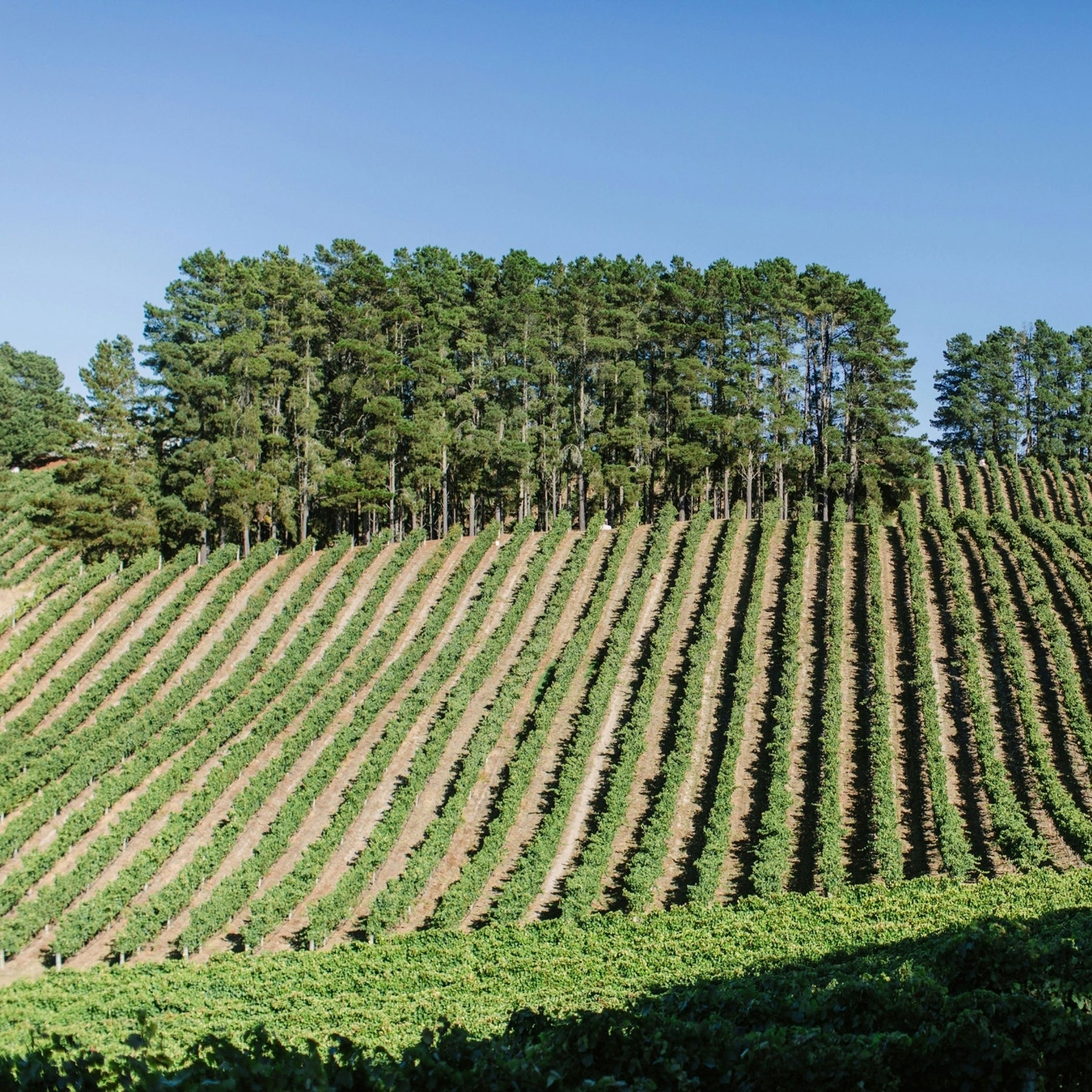 Shaw + Smith Lenswood Vineyard Chardonnay 2023