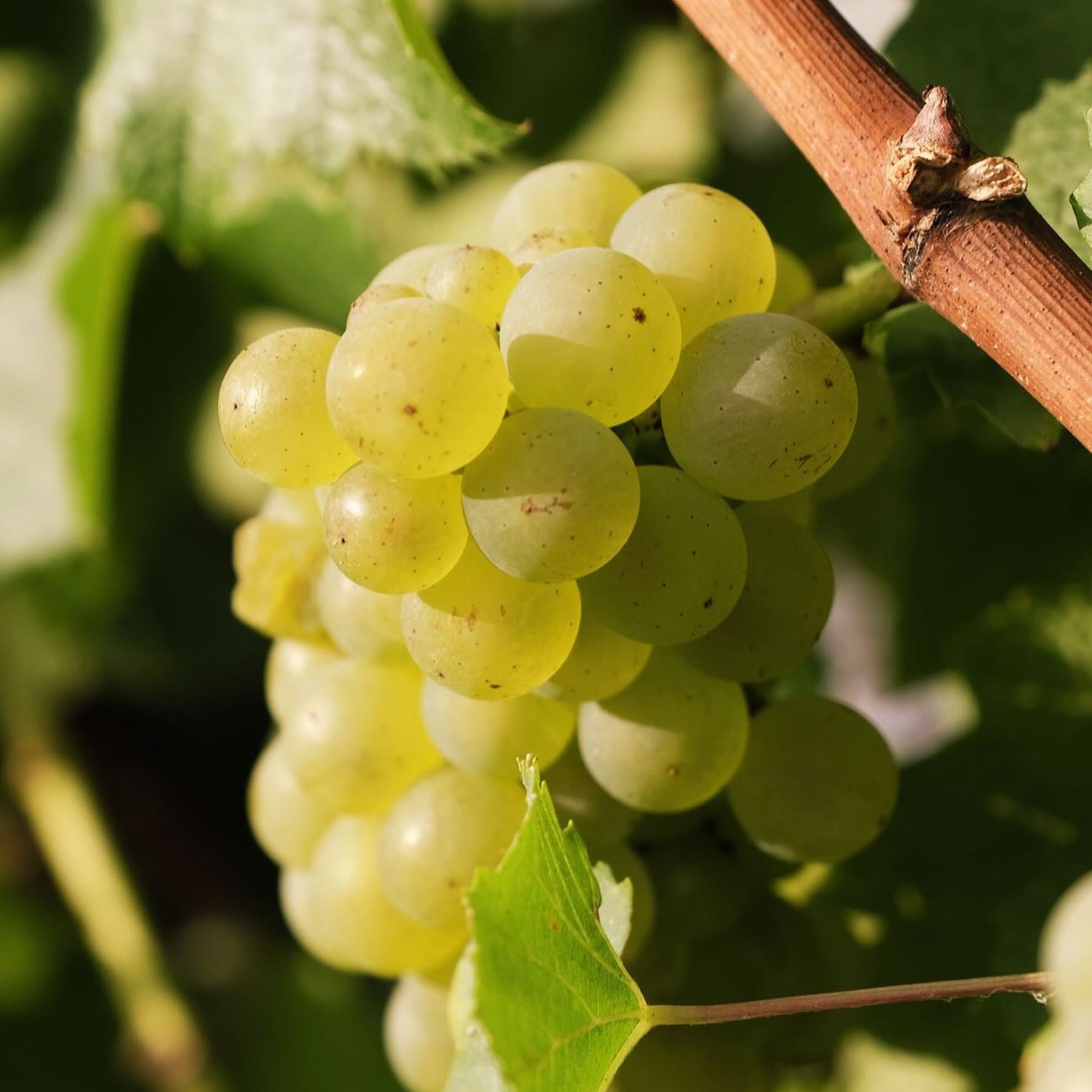 The 2021 Yeringberg Chardonnay is a testament to a stellar vintage, offering immediate appeal and a sense of depth. - Kent Street Cellars