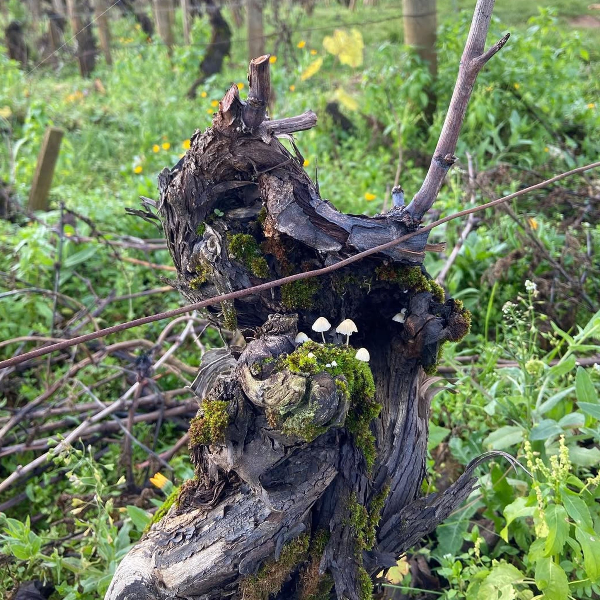 Louis Jadot Les Fourchaume Chablis 1er Cru 2021