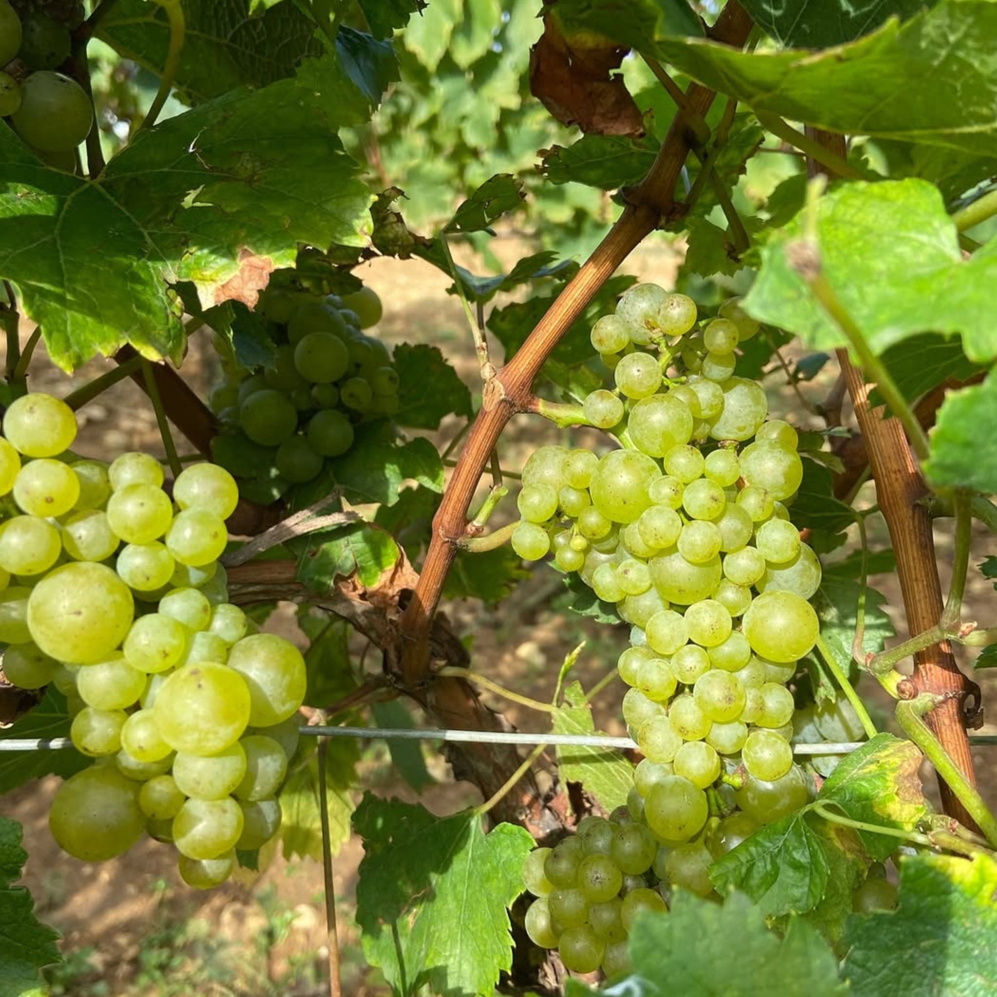 Louis Jadot Les Fourchaume Chablis 1er Cru 2021