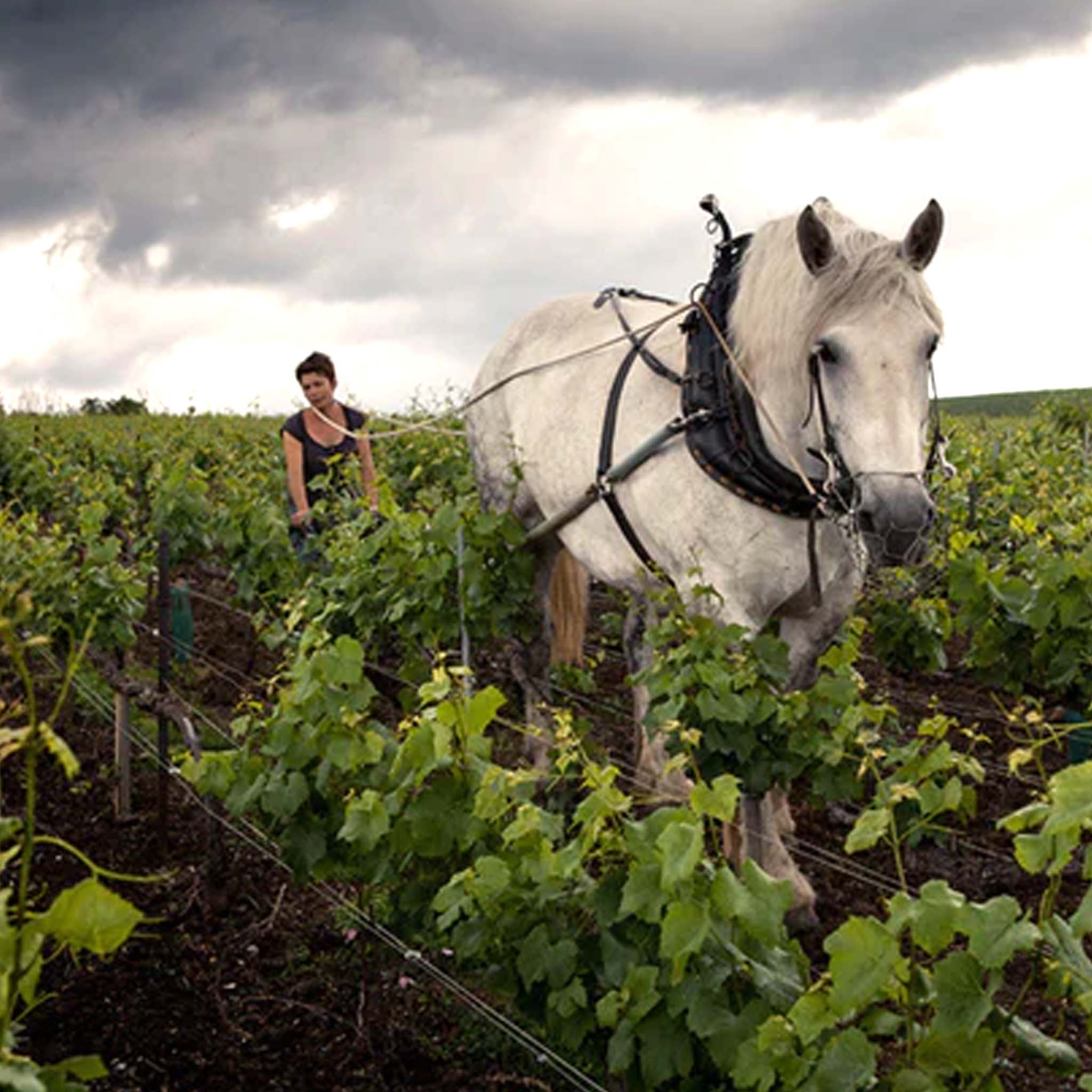 Louis Roederer Blanc de Blancs 2017