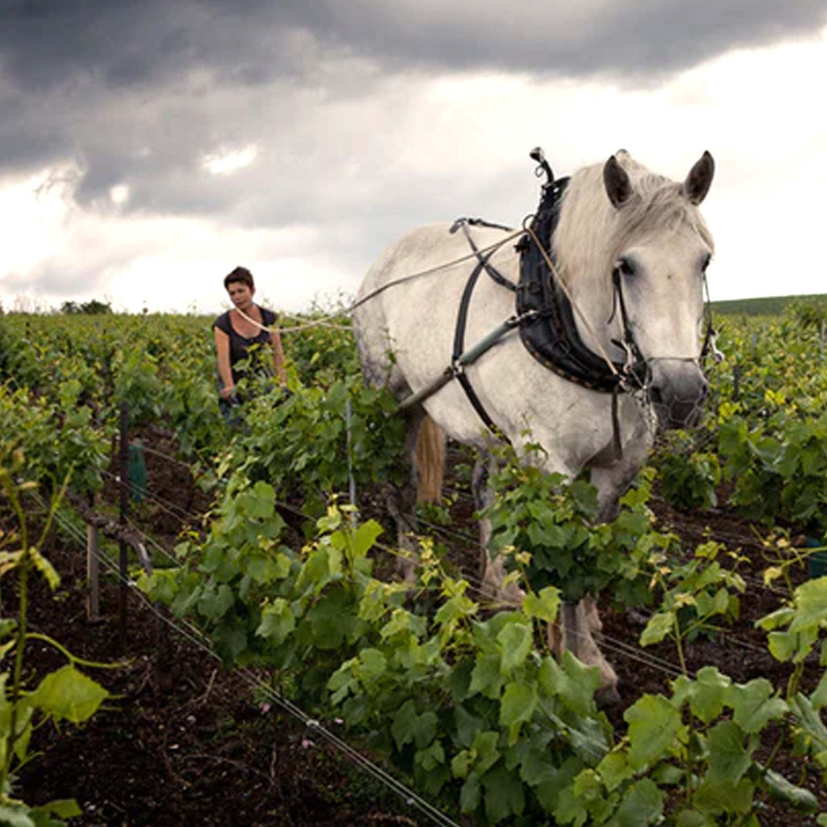 Louis Roederer Blanc de Blancs 2017