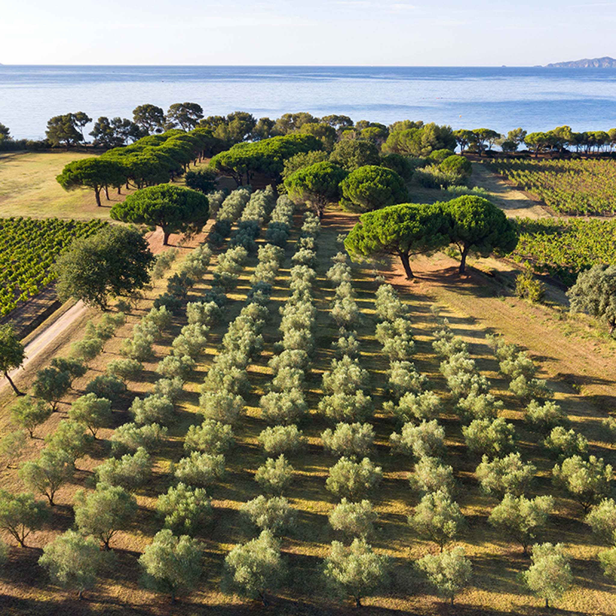 Louis Roederer Collection 246 NV (6 Bottles)