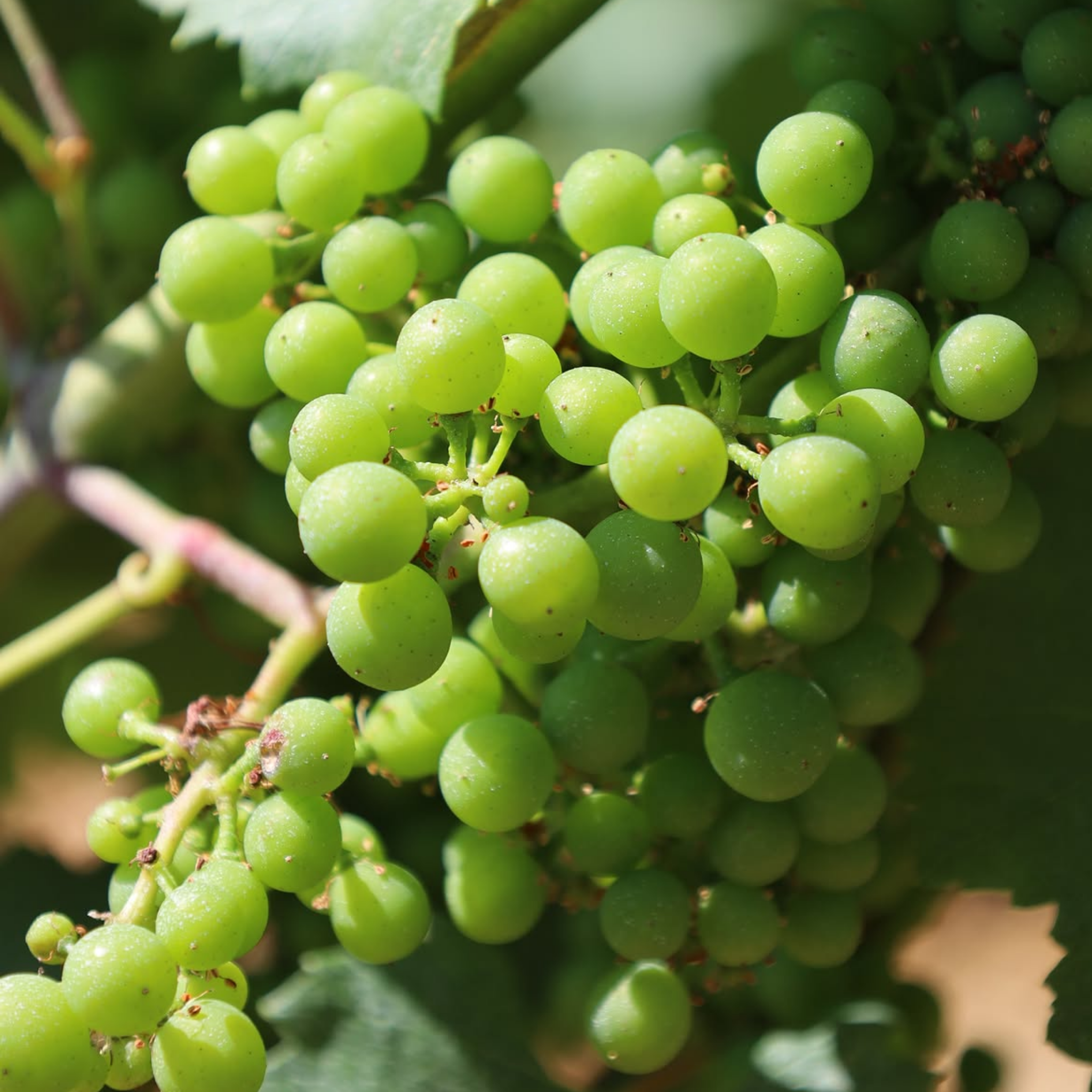 Domaine Lucien Muzard Meursault Les Meix Chavaux 2024