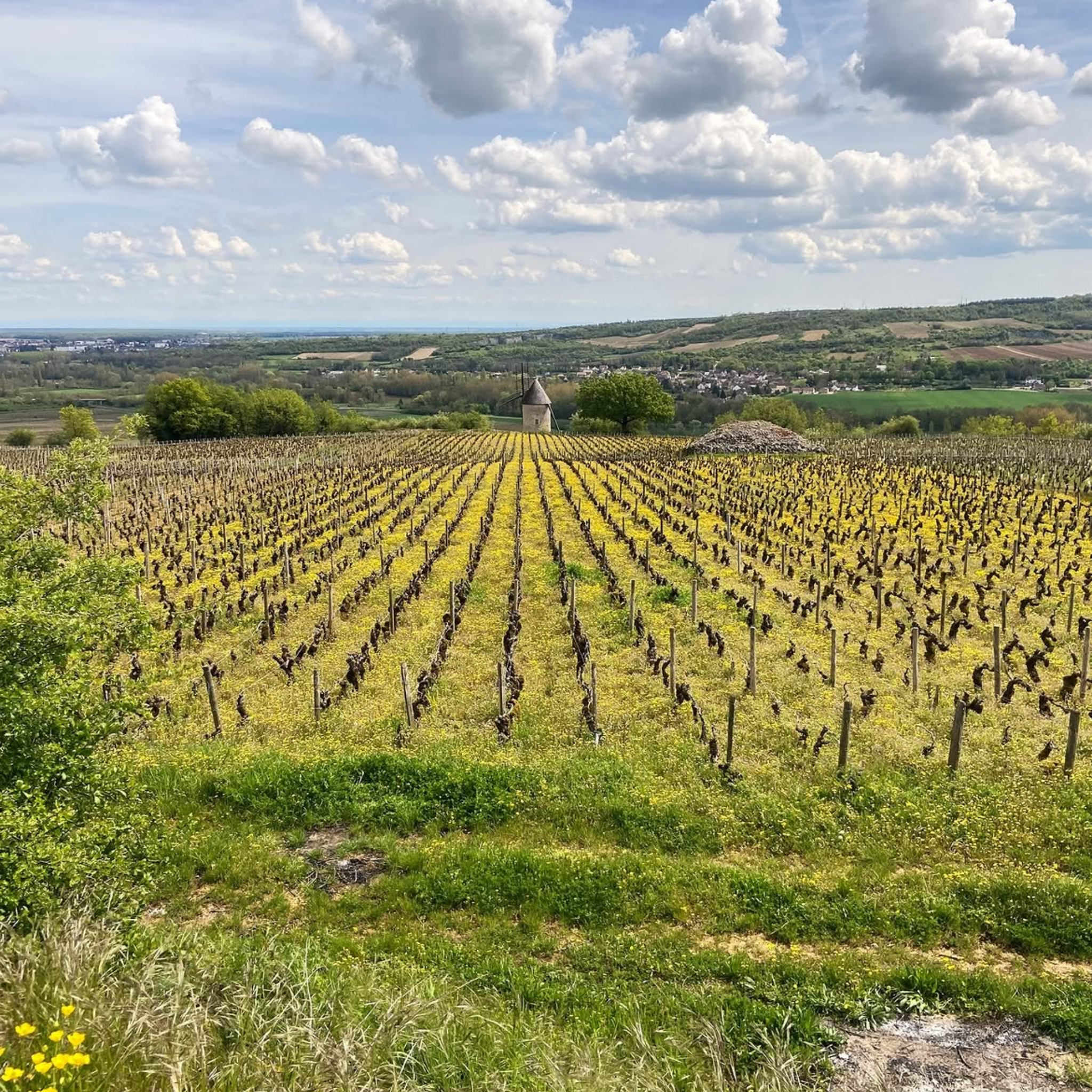Domaine Lucien Muzard Bourgogne Rouge 2024