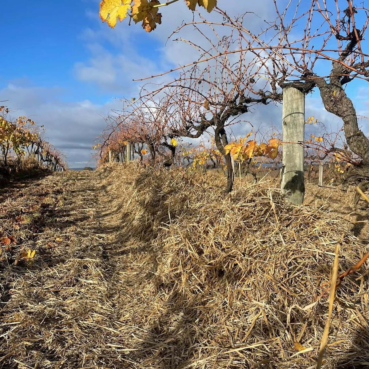 MMAD Grenache 2023