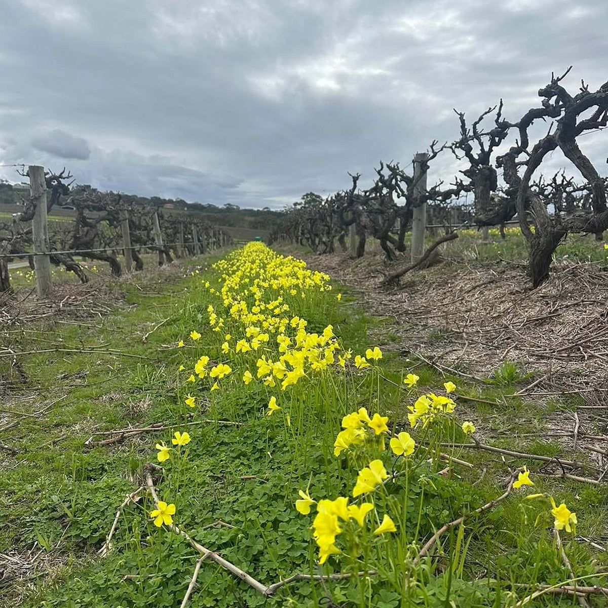 MMAD Grenache 2023