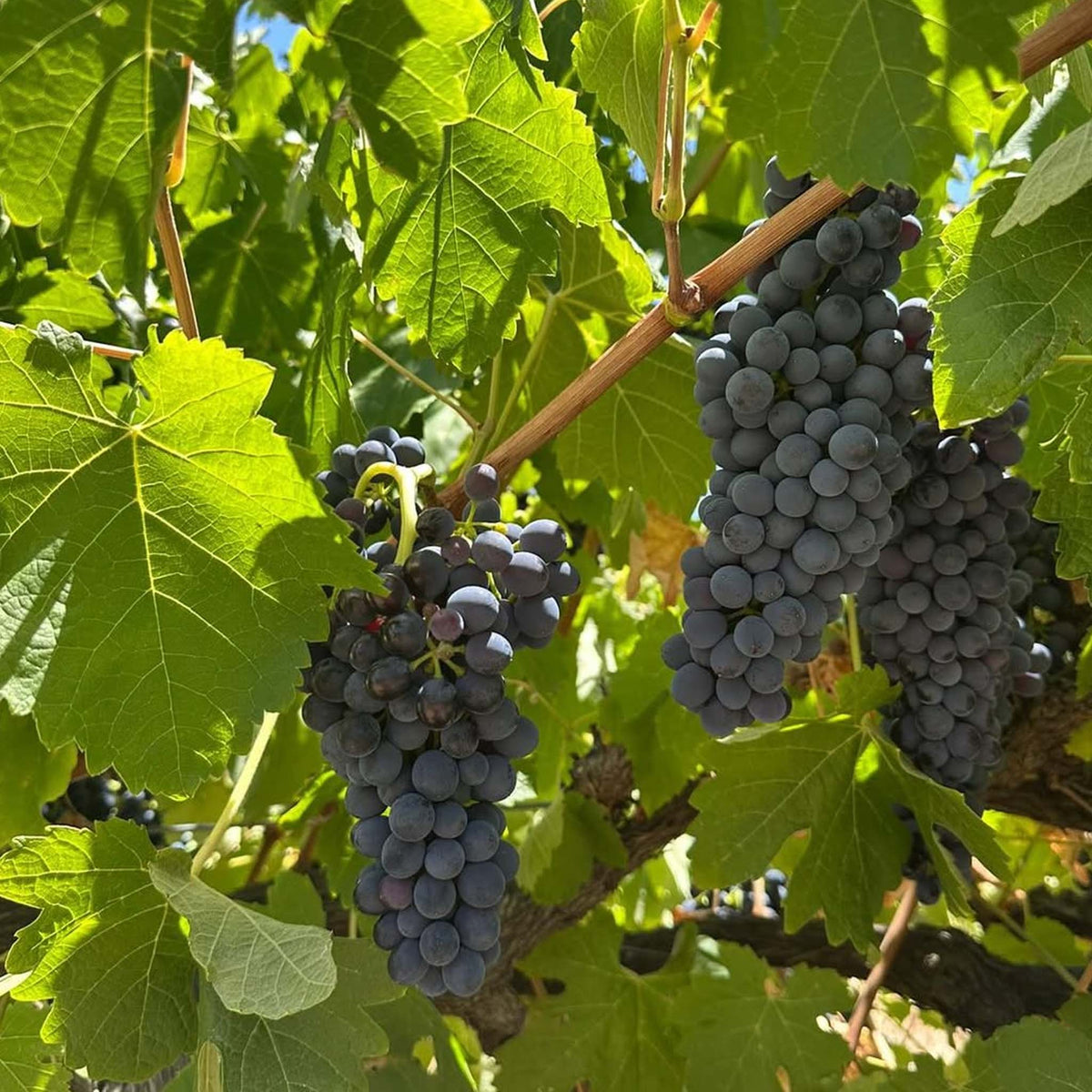 MMAD Grenache 2023