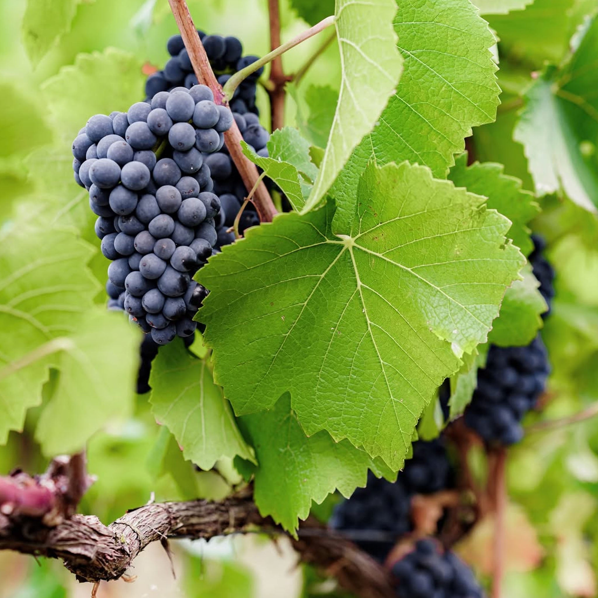 Maison Mumm RSRV Cuvée Lalou 2008