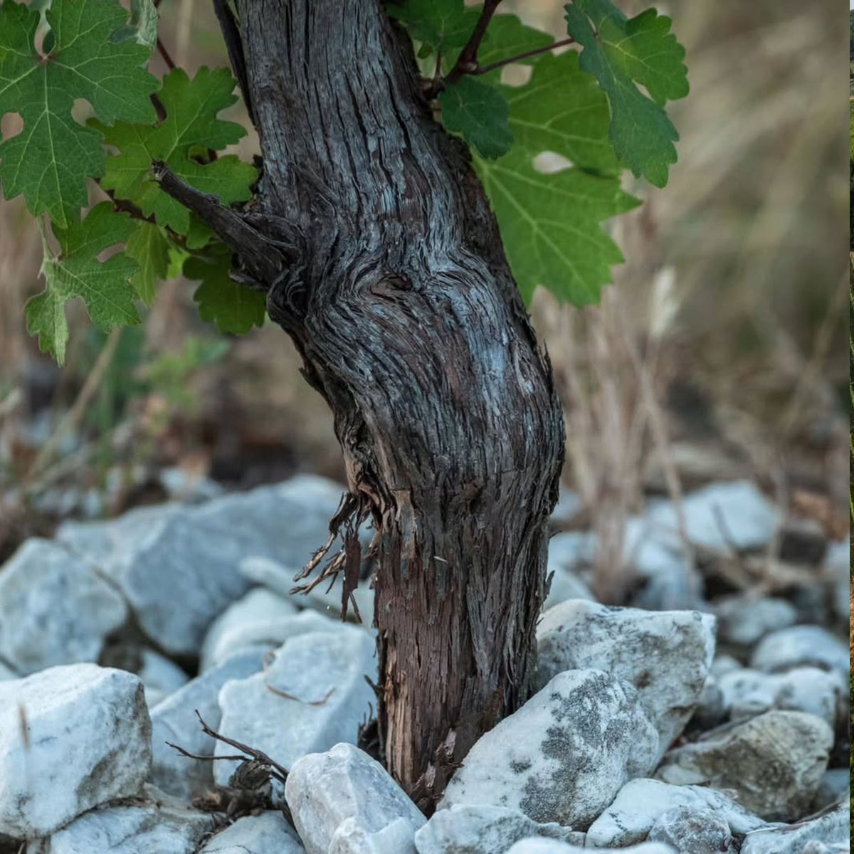 Marchesi Antinori Tignanello 2015