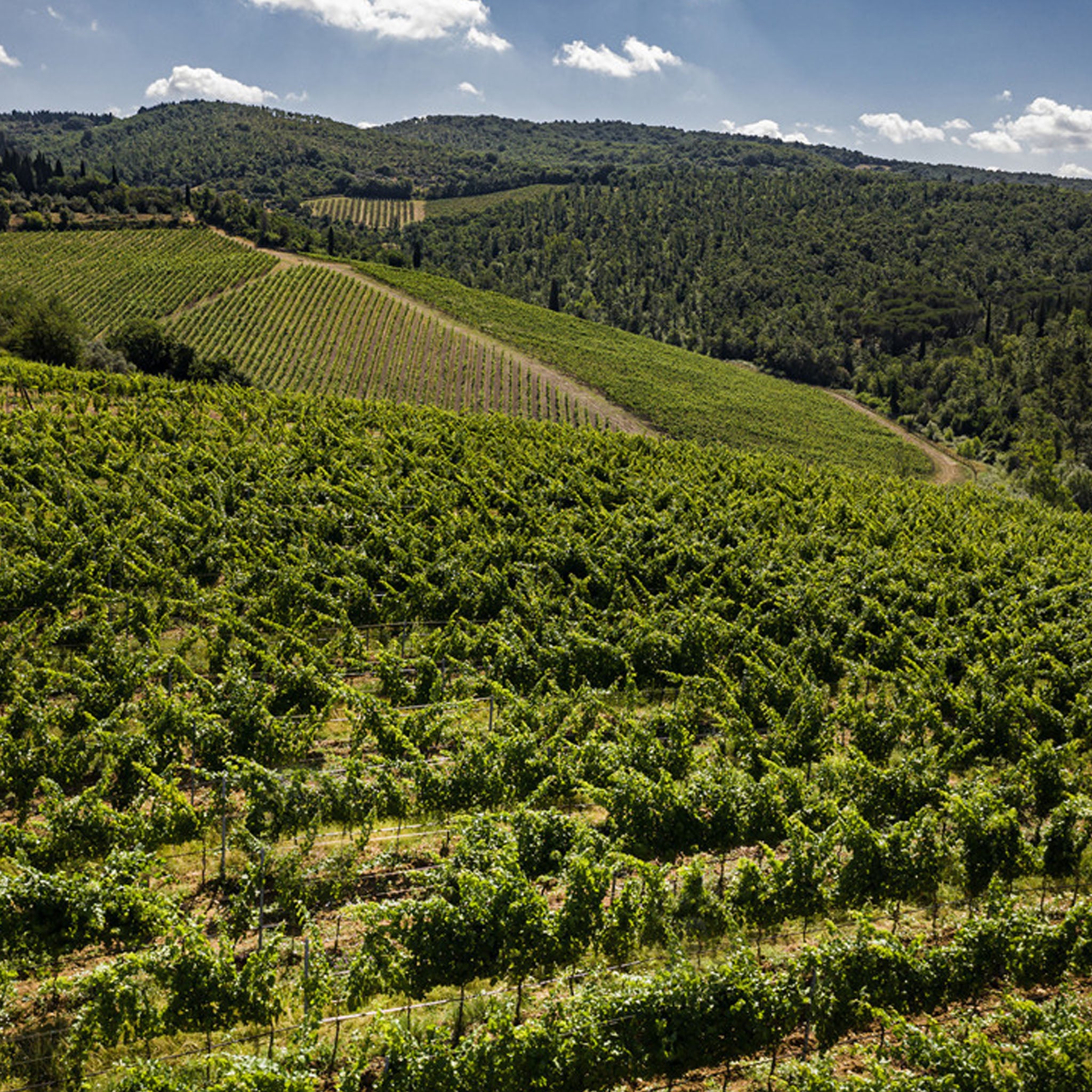 Marchesi Antinori Tignanello 2022