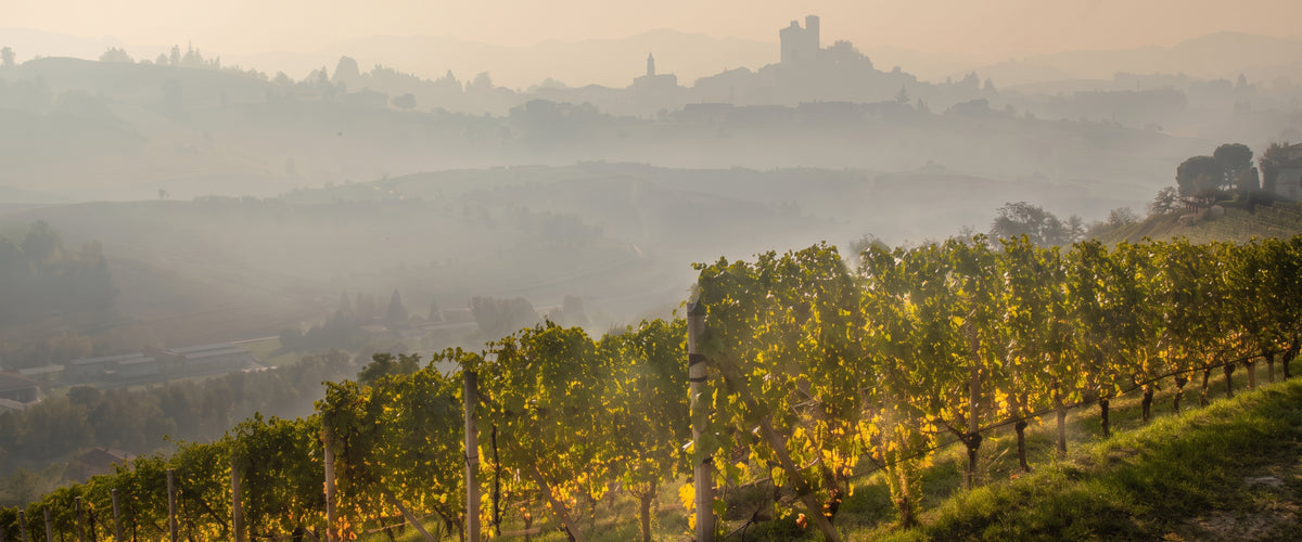 Massolino Wines