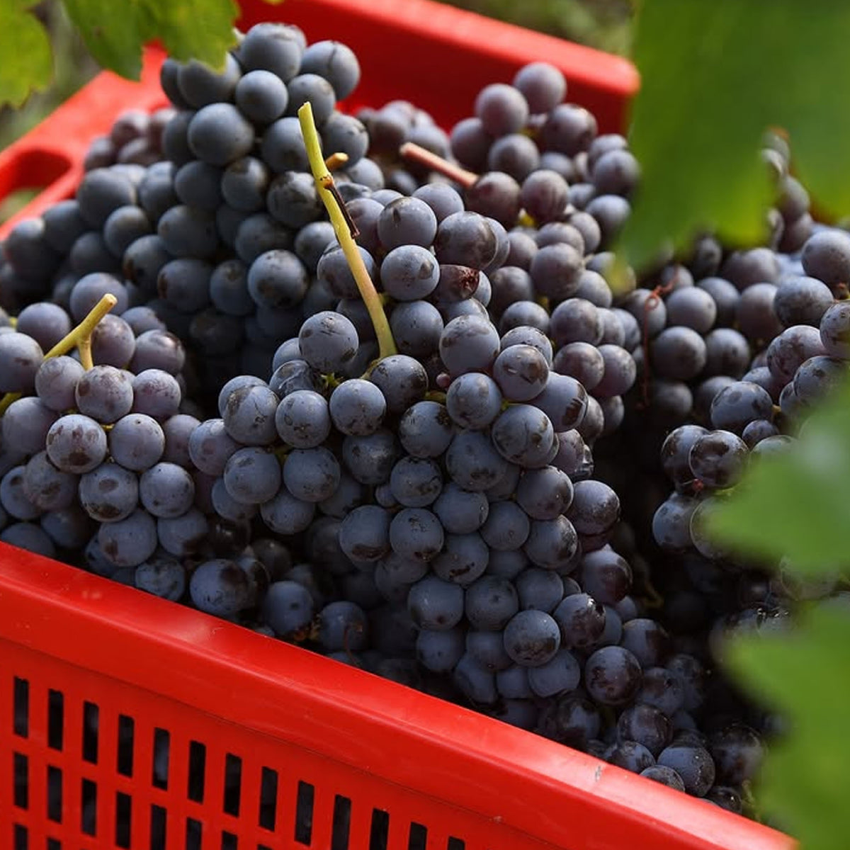 Massolino Barolo Vigna Rionda Riserva 2019