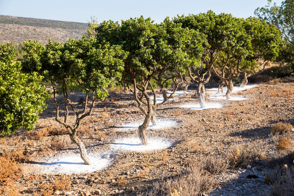 Mastic Tree brand story