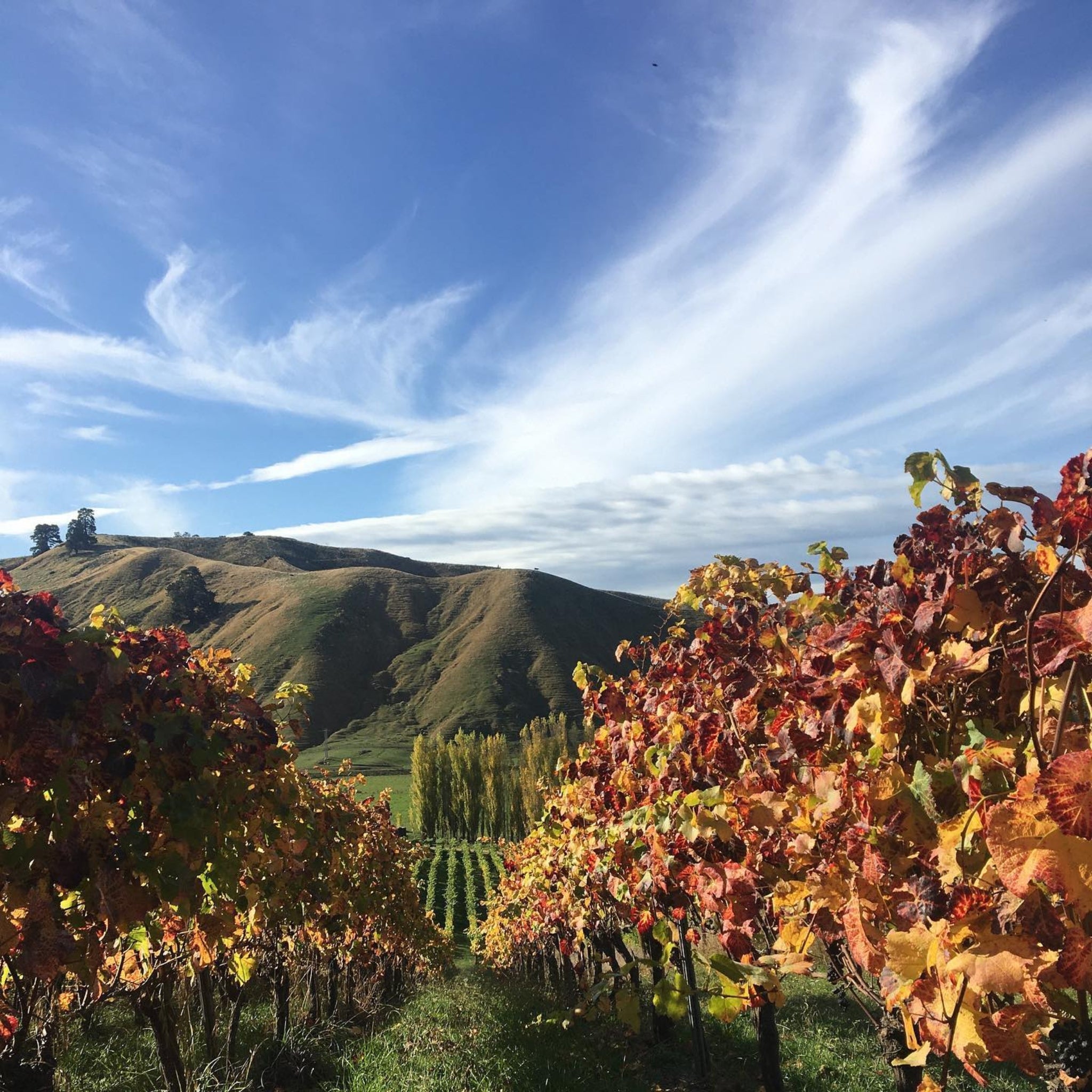 Millton Opou Chardonnay 2023