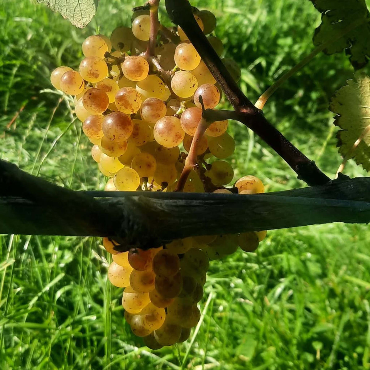 Millton Te Arai Chenin Blanc 2025