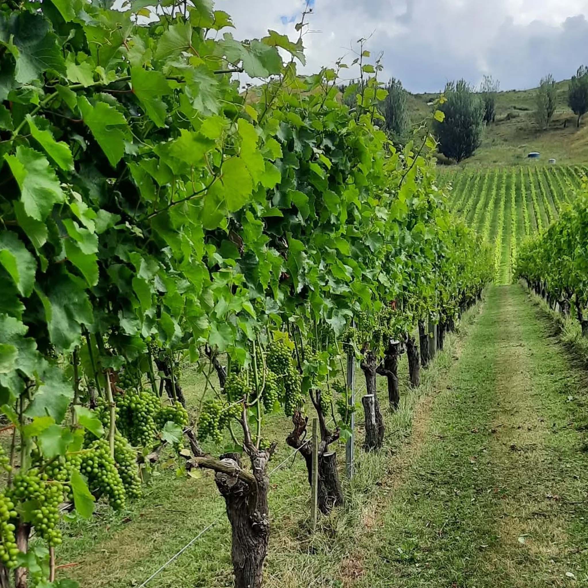 Millton Te Arai Chenin Blanc 2025